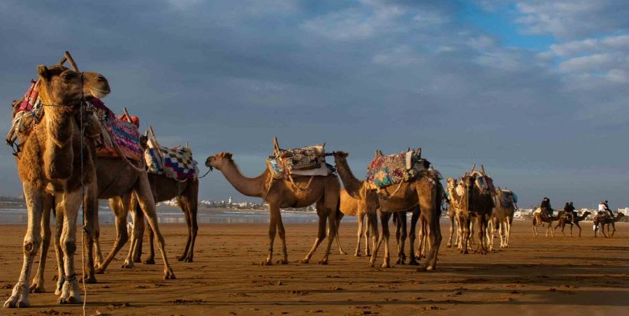 magical-morocco-camel-ride.jpg