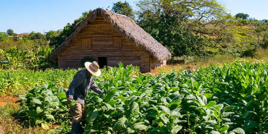 visit-tobacco-farm-on-cuba-holiday.jpg