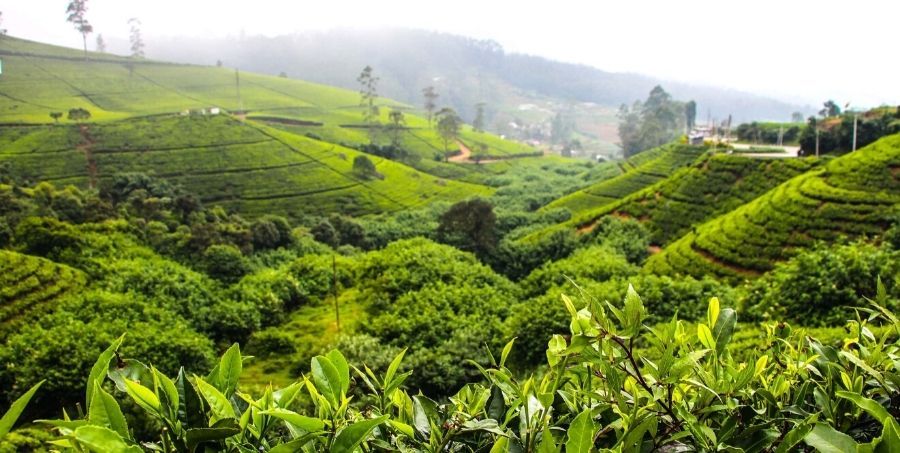 ceylon-tea-farm.jpg