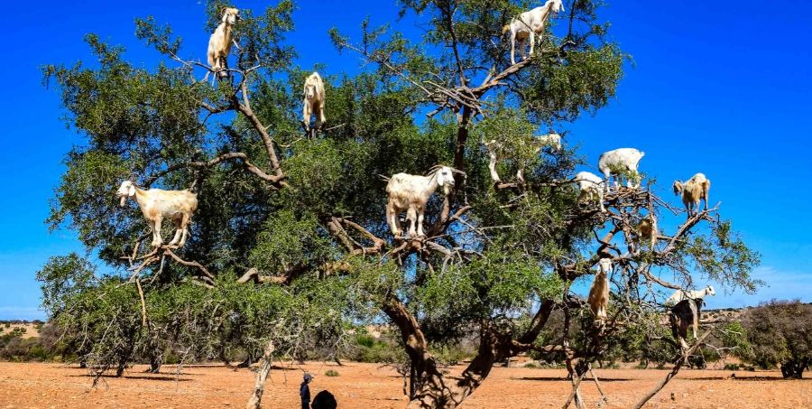 magical-morocco-tree.jpg