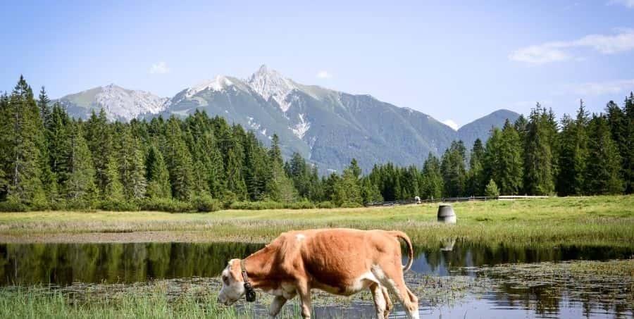 the_tyrolean_alps.jpg