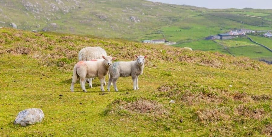 explore-beara-peninsula.jpg