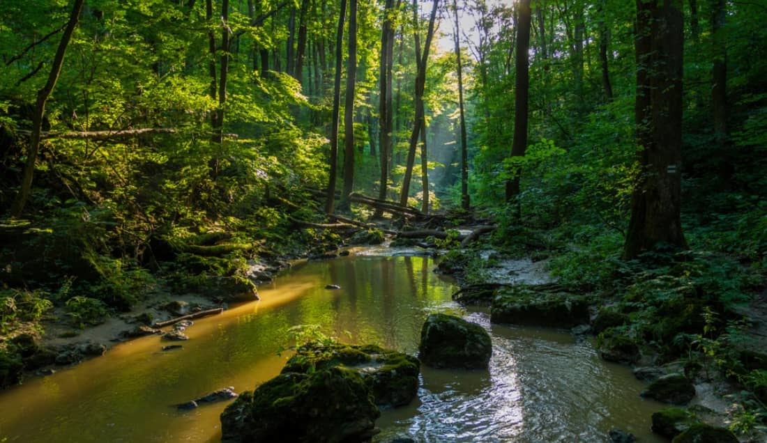 Forest Gerence Creek in the Bakony Mountains