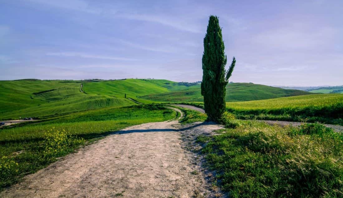 See the iconic Cypress trees
