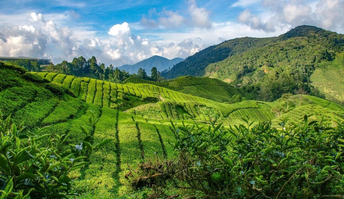 Discover the Cameron Highlands