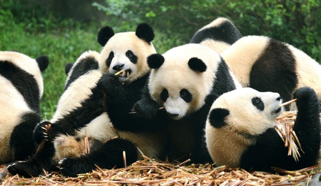 Visit Dujiangyan Panda Reserve