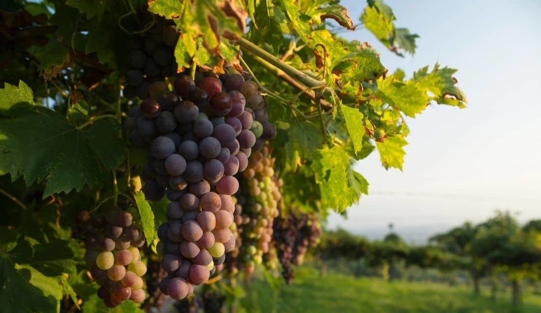 Visit local Wineries with Wine Tasting