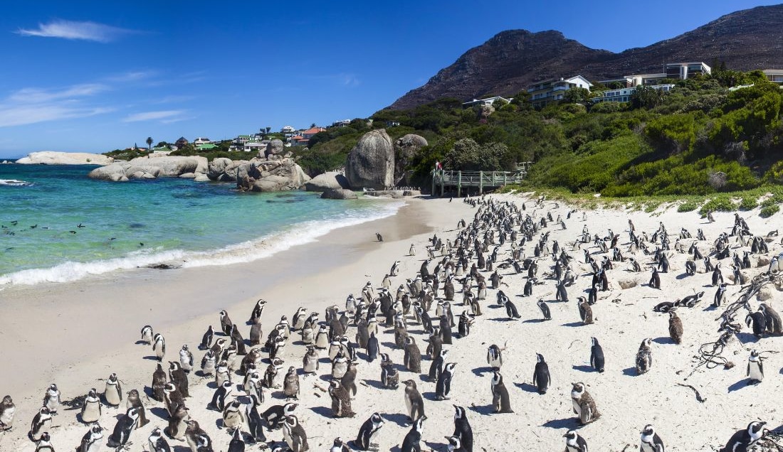 Penguin in South Africa