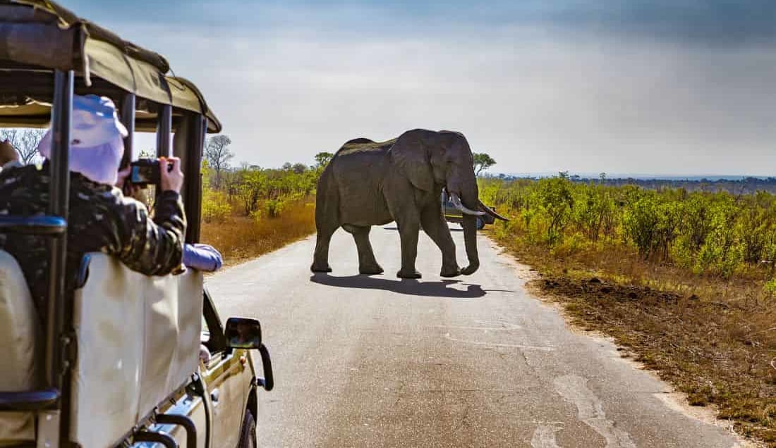 See elephants in Kruger National Park