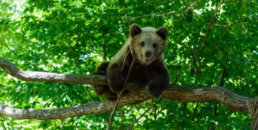 See bears in Romania.webp