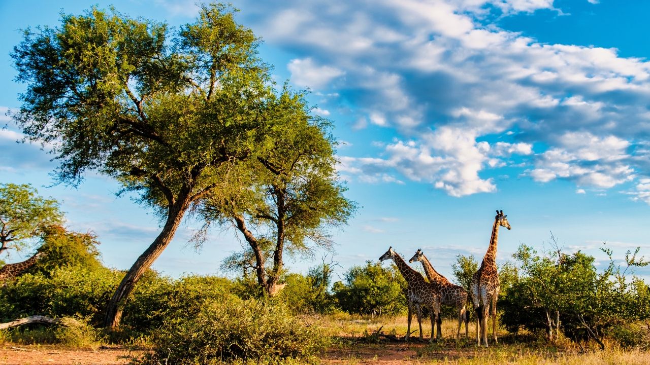 giraffes in a savanna landscape of South Africa
