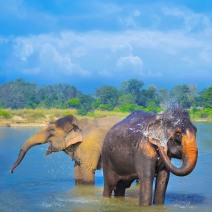 Chitwan National Park