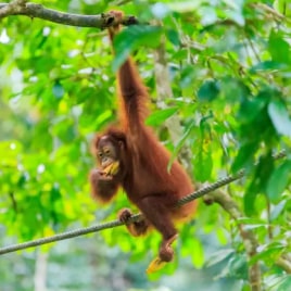 Malaysia