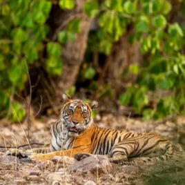 Wildlife Holidays