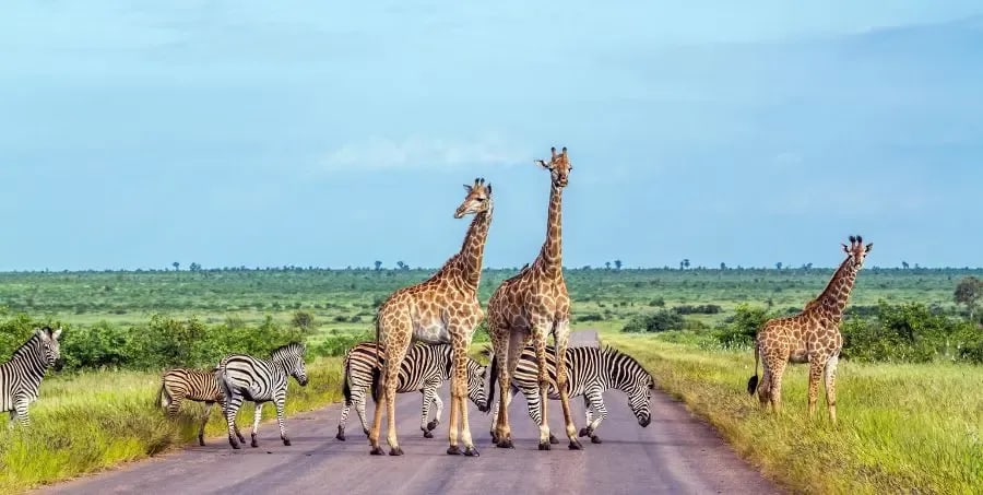 Experience Kruger Park - South Africa Holidays.webp