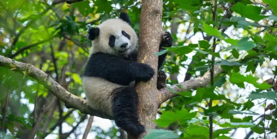 Visit Dujiangyan Panda Reserve - China holidays.webp