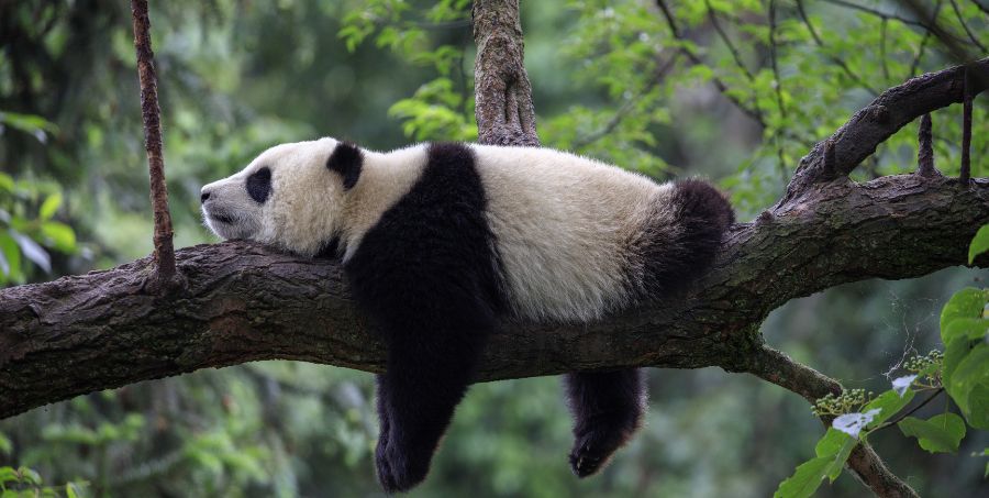 See Pandas in China.jpg