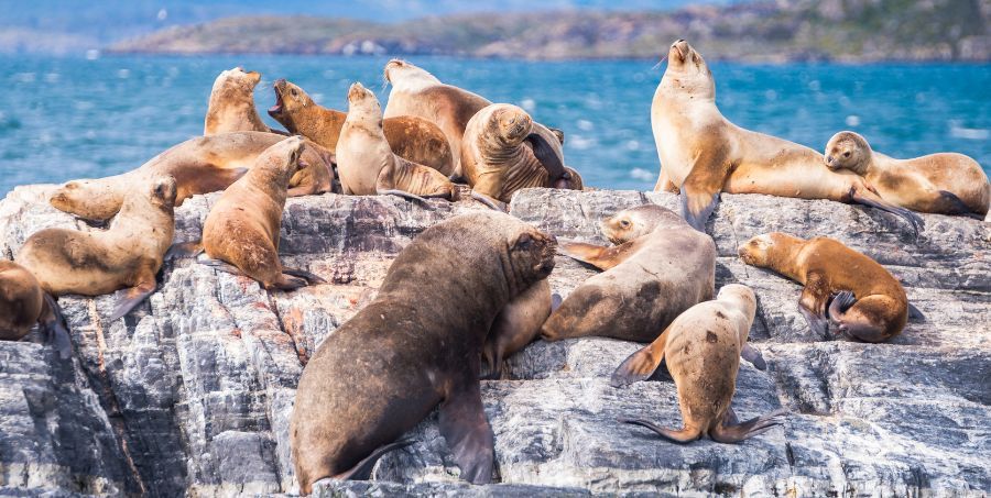 See seals on Beagle Channel.jpg