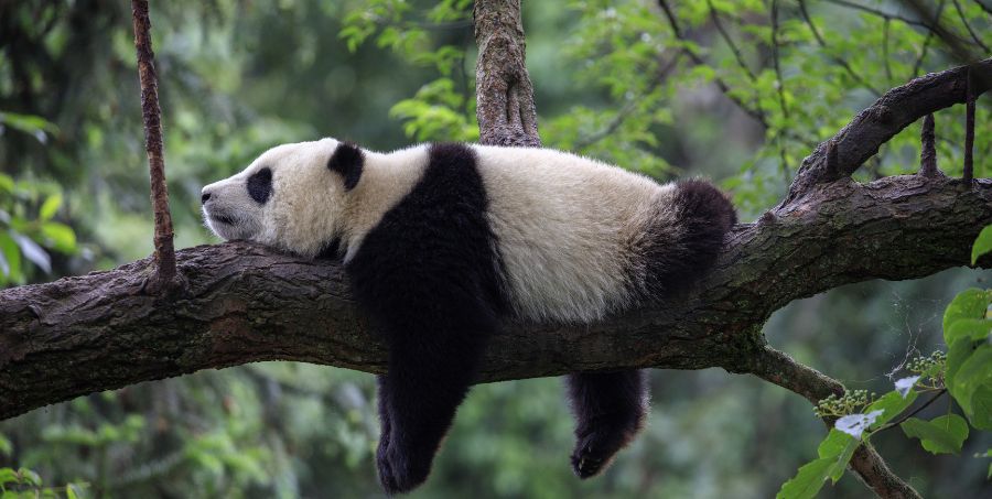 Panda_Sleeping_in_Tree.jpg