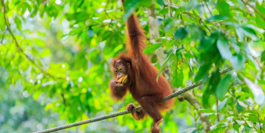 See-orangutans-Borneo.jpg