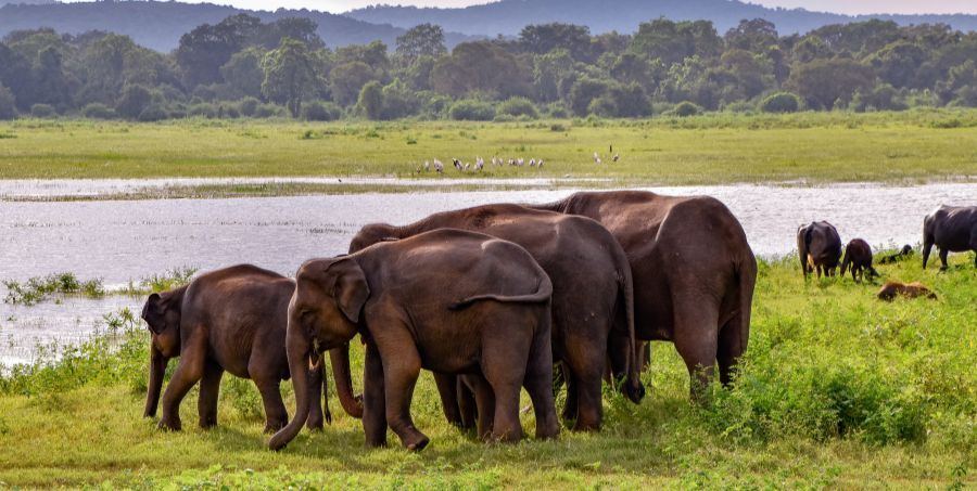 Udawalawe National Park with Elephants.jpg