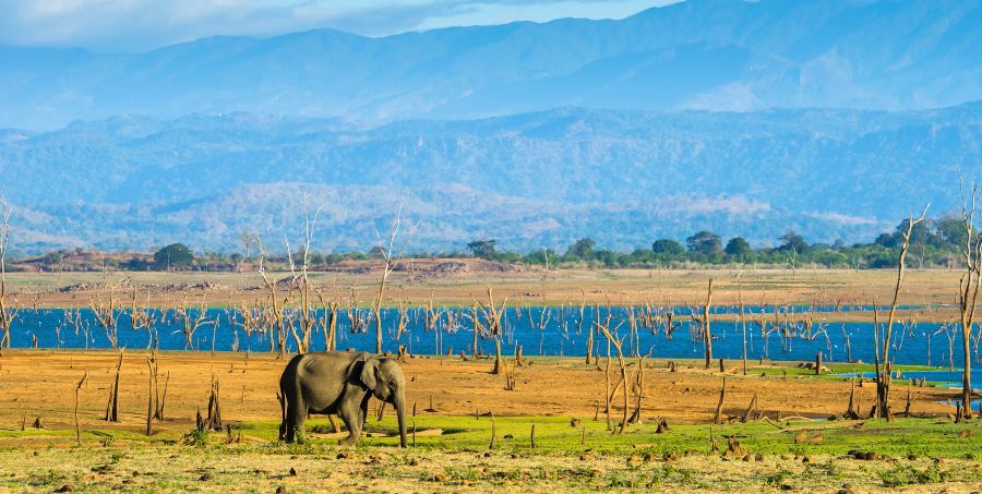 One elephant in Udawalawe national park.jpg