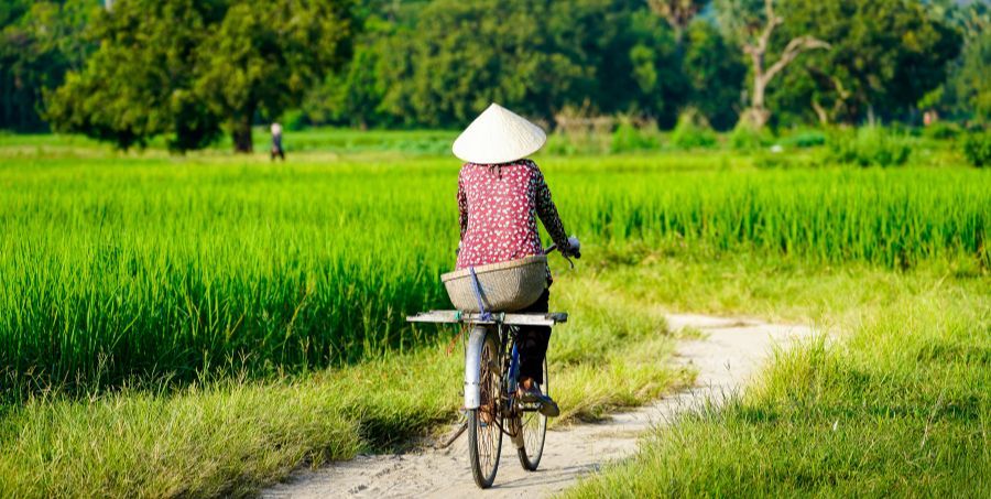 cyclist-conical-hat-rice-fields-vietnam.jpg
