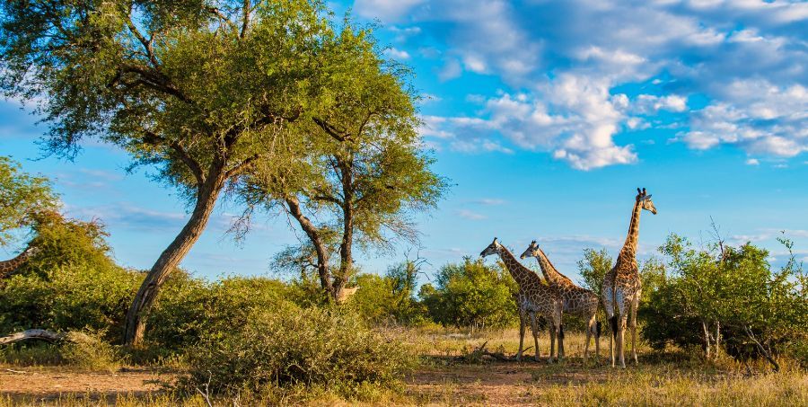 giraffes-savannah-kruger-national-park-south-africa.jpg