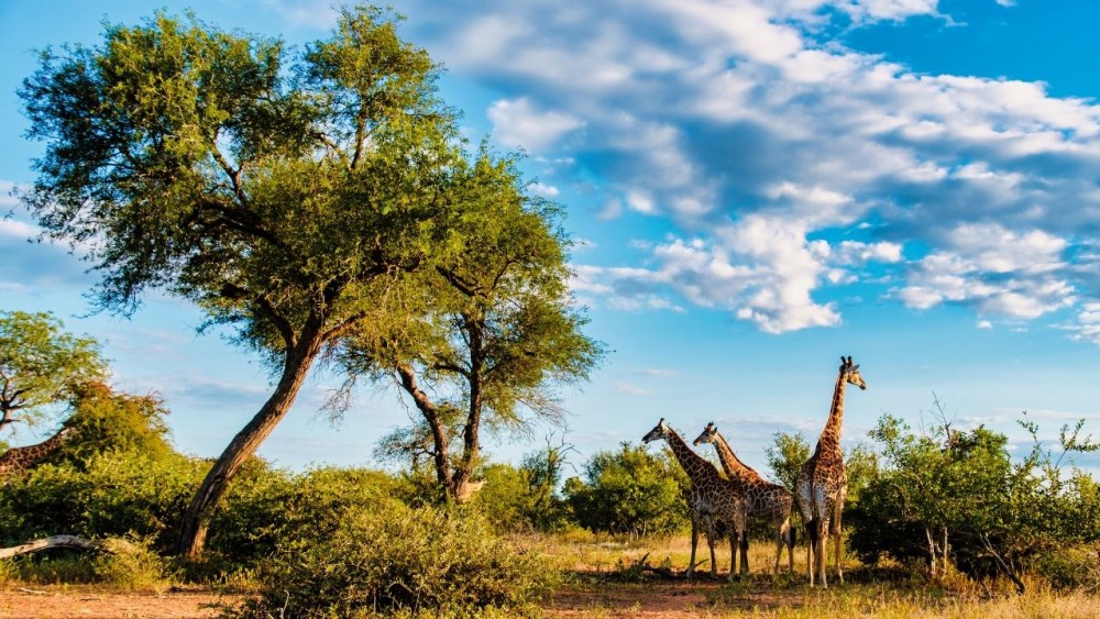 giraffes-savannah-kruger-national-park-south-africa.jpg