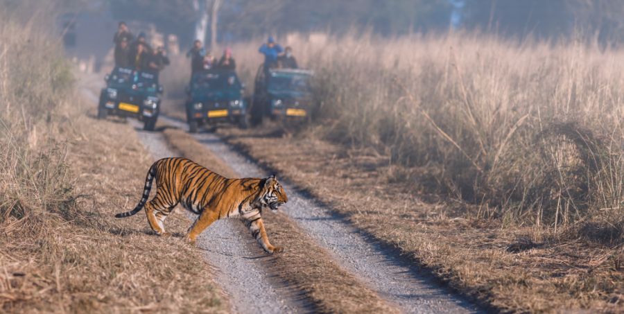 bengal-tiger-crossing-road-wildlife-safari-jim-corbett-national-park-india.jpg