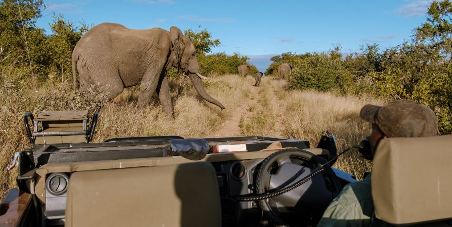 kruger-park-elephant-herd-crossing-road-safari.jpg