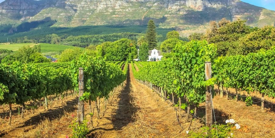 Wine Tasting, South Africa