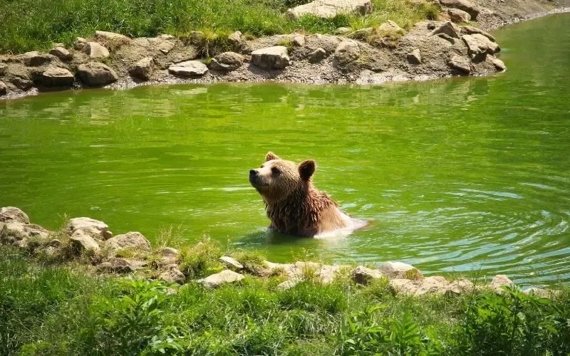 Libearty Bear Sanctuary at Zarnesti
