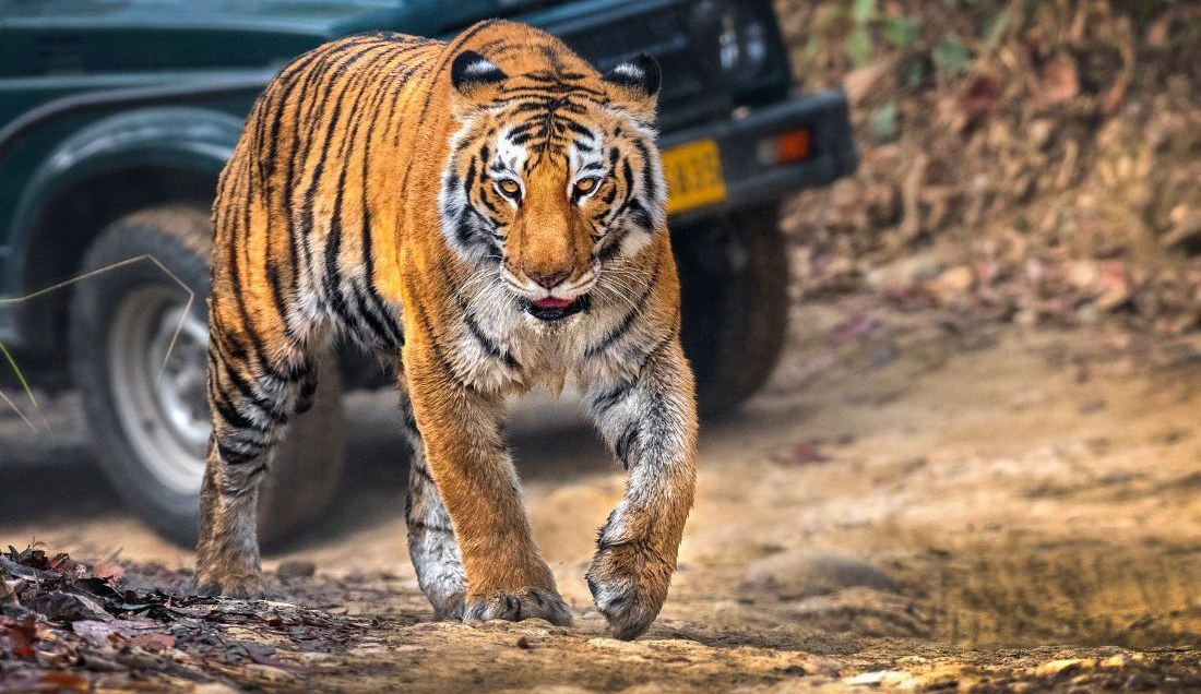 Spot Bengal tigers at Jim Corbett National Park.