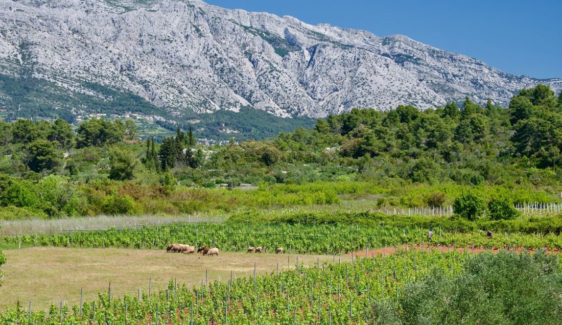 Discover the countryside of Korčula Island.