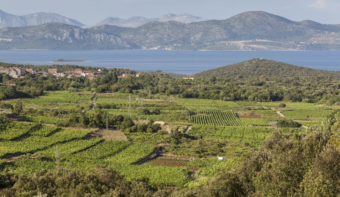 Discover the vineyards of the Pelješac Peninsula.