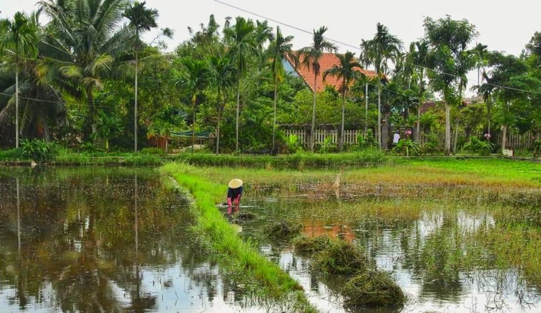 See rice paddies and local farming life in the Vietnamese countryside.