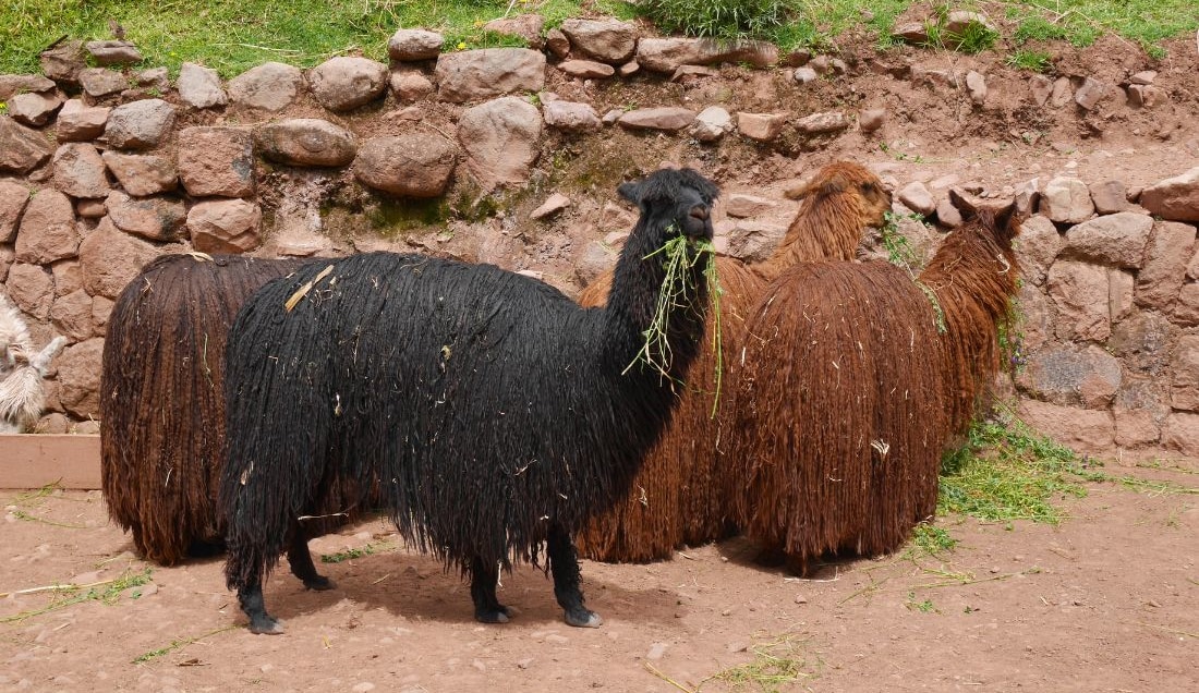 Spot alpacas, a common sight in Peru.