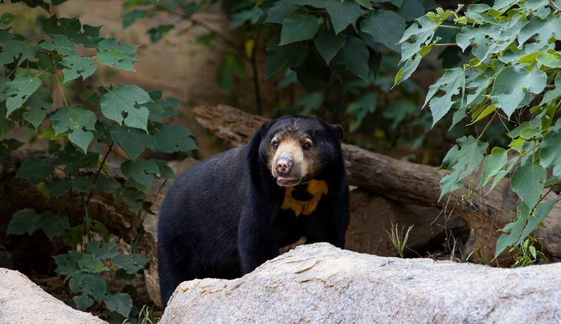 Visit the Bornean Sun Bear Conservation Centre.