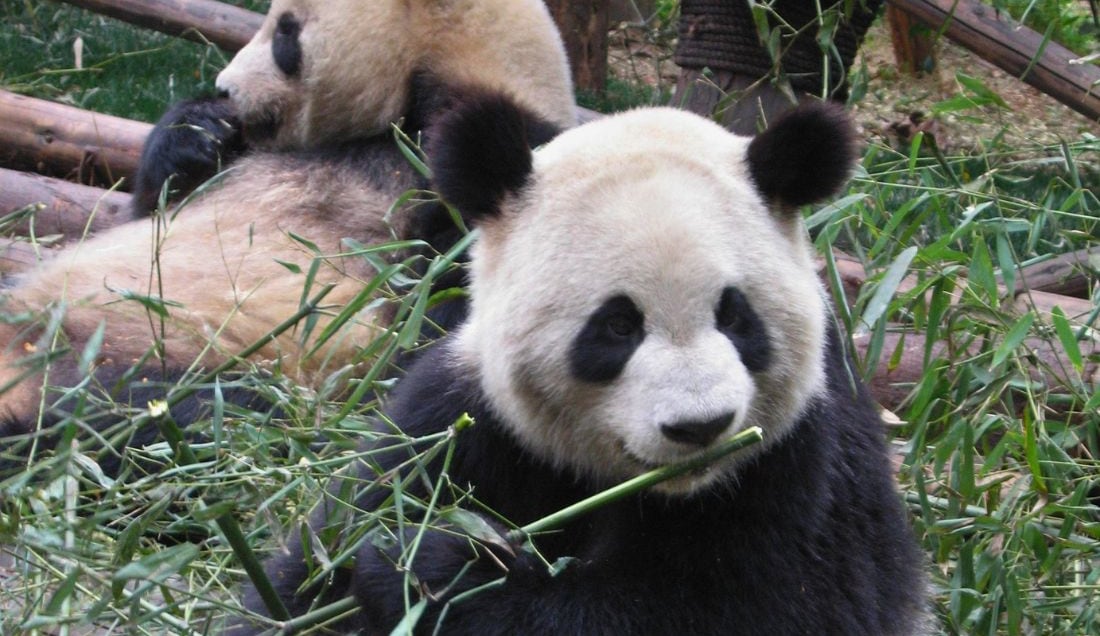 See giant pandas up close.