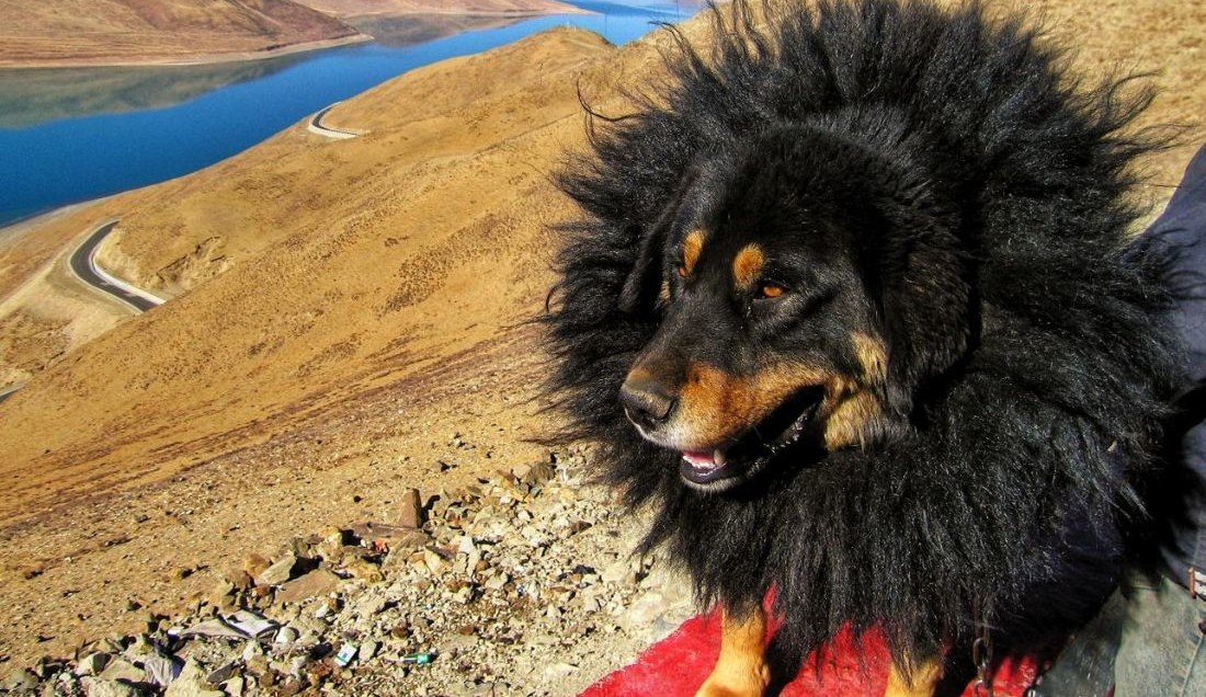 Meet a Tibetan Mastiff in the mountains.