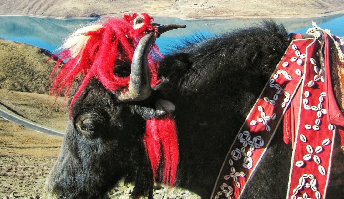 See a traditional Tibetan yak.